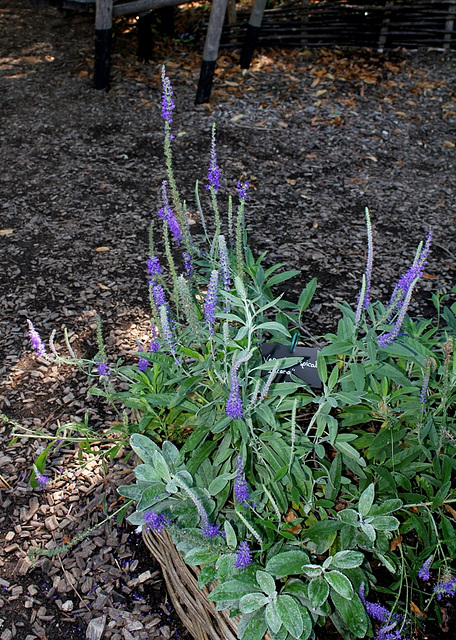 Veronica spicata ssp incana  (2)