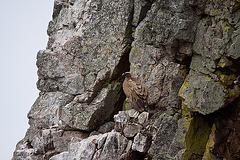 20120507 9177RTw [E] Gänsegeier (Gyps fulvus), Monfragüe, Parque Natural, Extremadura