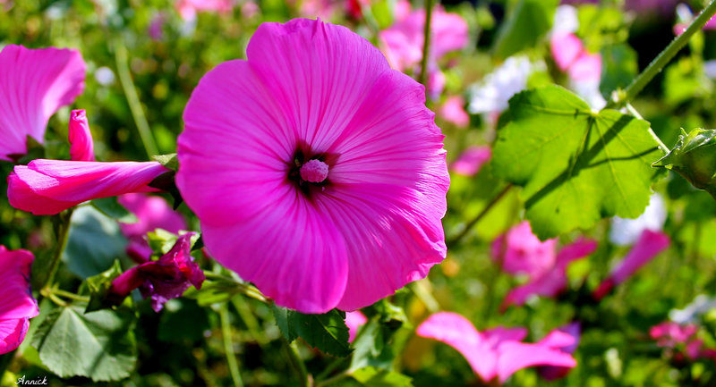 pink ***