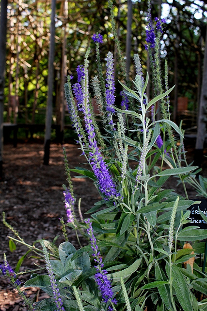 Veronica spicata ssp incana  (3)