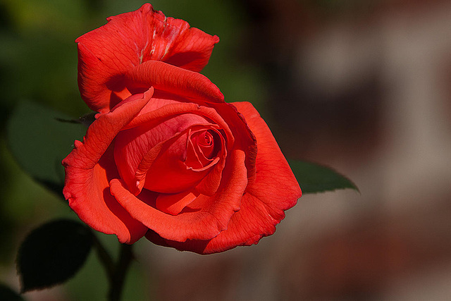 20120823 1201RAw [D~LIP] Rose, UWZ, Bad Salzuflen