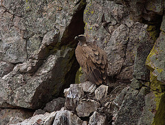 20120507 9178RTw [E] Gänsegeier (Gyps fulvus), Monfragüe, Parque Natural, Extremadura