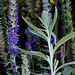 Veronica spicata ssp incana