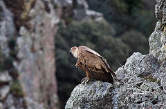 20120507 9181RTw [E] Gänsegeier (Gyps fulvus), Monfragüe, Parque Natural, Extremadura