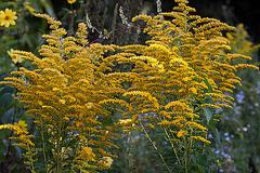 20120823 1206RAw [D~LIP] Riesen Goldrute (Solidago gigantea), UWZ, Bad Salzuflen