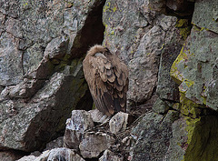 20120507 9183RTw [E] Gänsegeier (Gyps fulvus), Monfragüe, Parque Natural, Extremadura