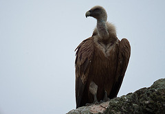 20120507 9188RDw [E] Gänsegeier (Gyps fulvus), Monfragüe, Parque Natural, Extremadura