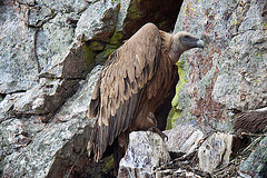 20120507 9203RDw [E] Gänsegeier (Gyps fulvus), Monfragüe, Parque Natural, Extremadura