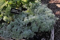 Artemisia schmidtiana 'Nana'