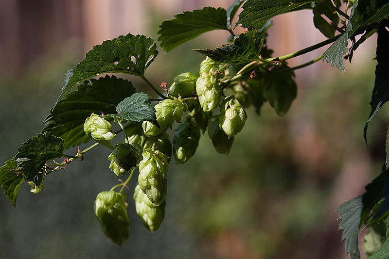 20120823 1210RAw [D~LIP] Hopfen, UWZ, Bad Salzufeln