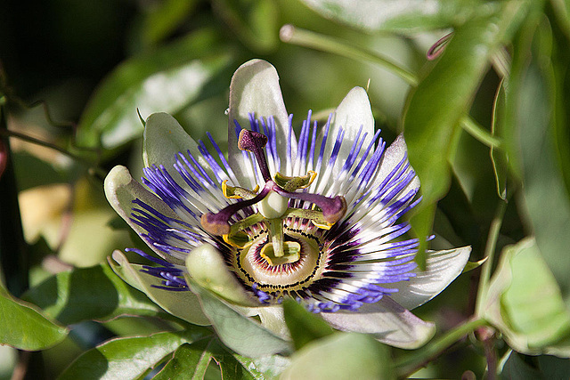 20120823 1213RAw [D~LIP] Passionsblume (Passiflors caerulea), UWZ, Bad Salzuflen