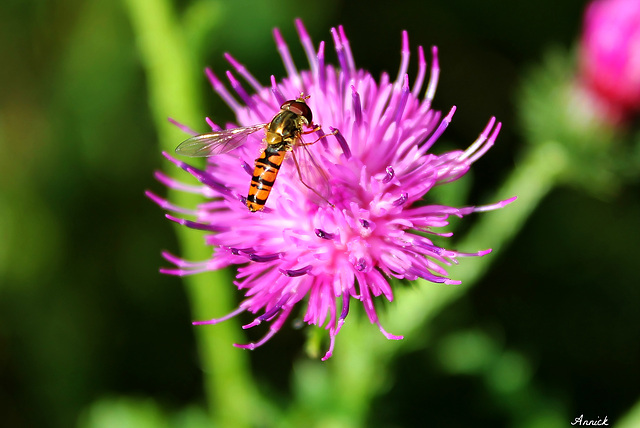 ABEILLE sur les étamines du chardon ***