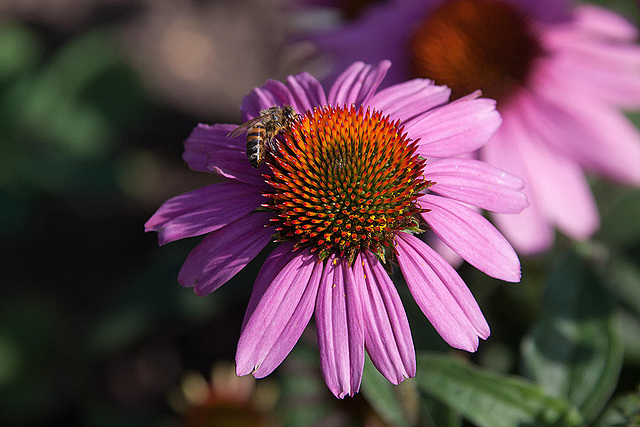 20120823 1215RAw [D~LIP] Honigbiene, Sonnenhut (Echinacea purpurea), UWZ, Bad Salzuflen