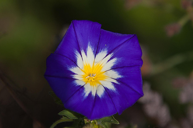20120823 1220RAw [D~LIP] Dreifarbige Winde (Convolvulus tricolor), UWZ, Bad Salzuflen