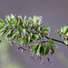 20120612 0583RAw [D-MI] Gemeines Ruchgras, Gr. Torfmoor, Hille