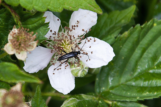 20120612 0582RAw [D-MI] Bockkäfer, Gr. Torfmoor, Hille