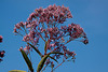 20120823 1226RAw [D~LIP] Blütenpflanze, UWZ, Bad Salzuflen
