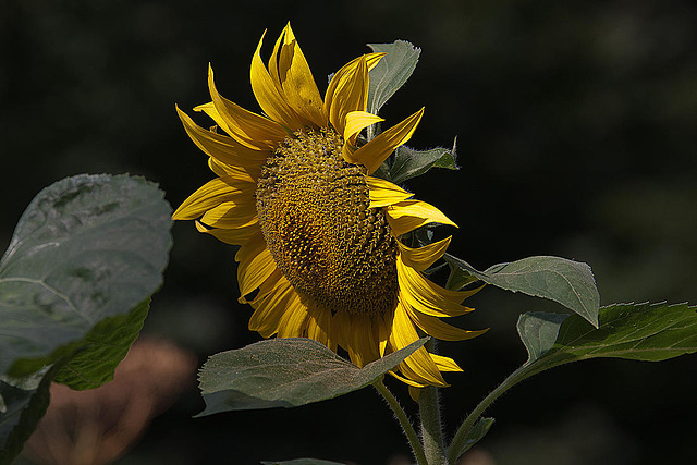 20120823 1228RAw [D~LIP] Sonnenblume, [D~LIP] Blütenpflanze, UWZ, Bad Salzuflen