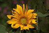 20120823 1229RAw [D~LIP] Sonnenblume, Honigbiene, UWZ, Bad Salzuflen