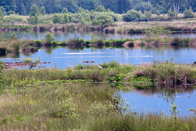 20120612 0574RAw [D-MI] Graugans, Gr. Torfmoor, Hille