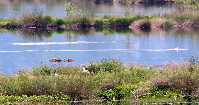 20120612 0573RAw [D-MI] Graugans, Gr. Torfmoor, Hille