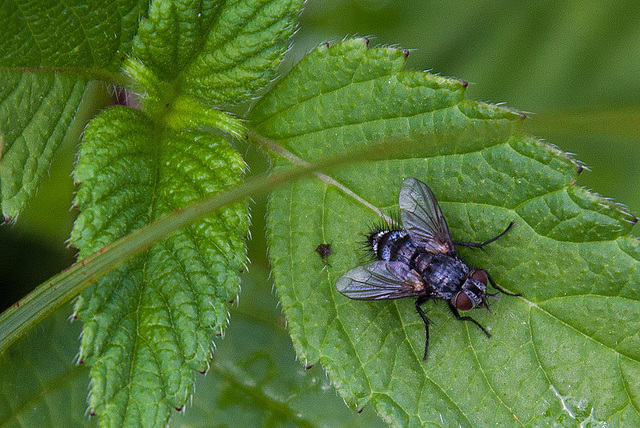 20120612 0572RAw  [D-MI] Schmeißfliege, Großes Torfmoor, Hille