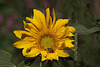 20120823 1230RAw [D~LIP] Sonnenblume, Honigbiene, UWZ, Bad Salzuflen