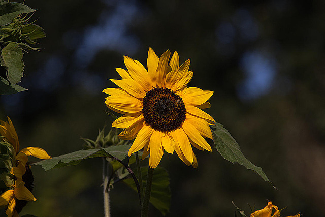 20120823 1254RAw [D~LIP] Sonnenblume, UWZ, Bad Salzuflen