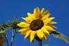 20120823 1256RAw [D~LIP] Sonnenblume, Honigbiene, UWZ, Bad Salzuflen