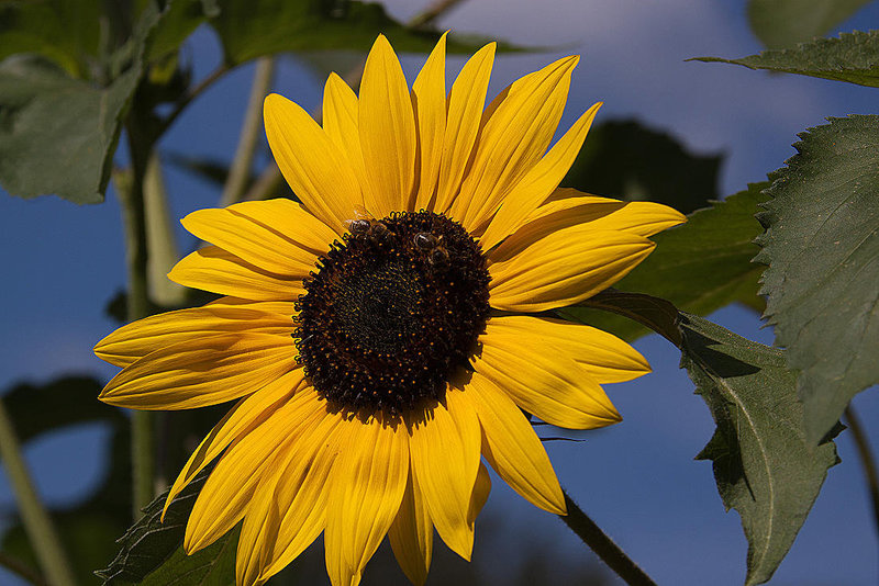 20120823 1261RAw [D~LIP] Sonnenblume, Honigbiene, UWZ, Bad Salzuflen