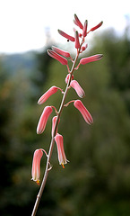 Aloe jucunda (2)