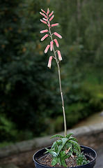 Aloe jucunda (3)