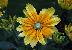 Rudbeckia (6)