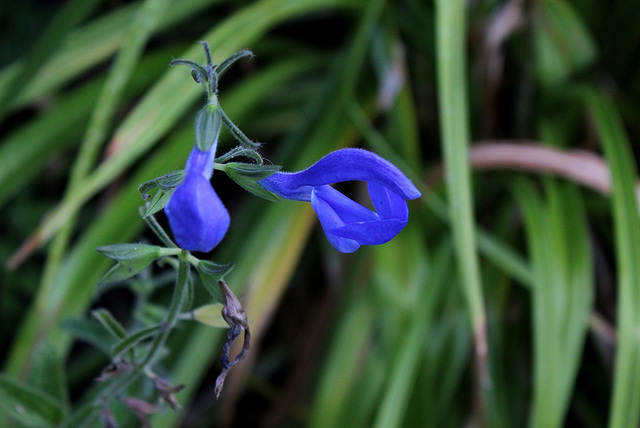 Salvia patens 'Blue Angel'