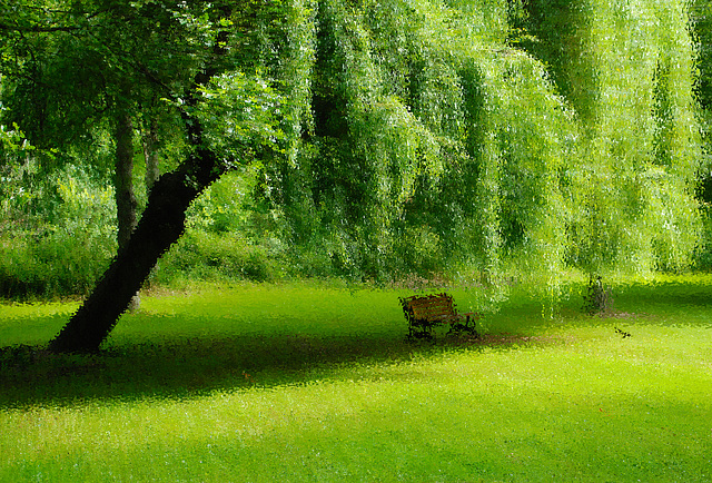 Banc sous un saule