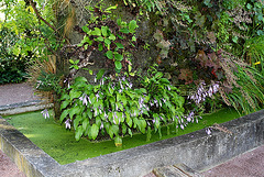 Hosta en fleur- Murs végétaux