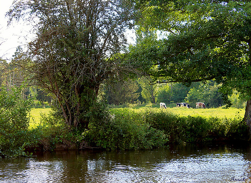 AU BORD DE LA RIVIERE***