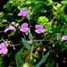 Impatiens glandulifera (2)