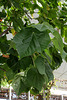 Feuillage de Dombeya