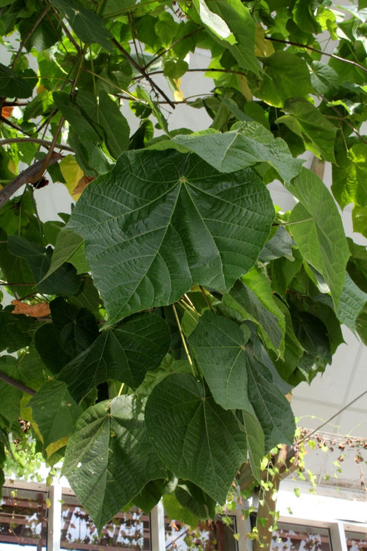 Feuillage de Dombeya