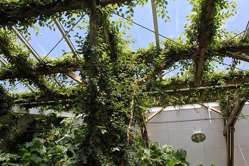 Ficus repens (2)