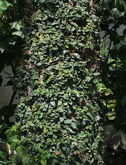 Ficus repens - ficus pumila