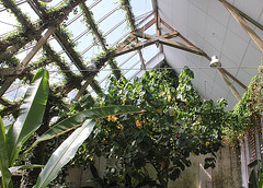 Dombeya wallischi de la serre