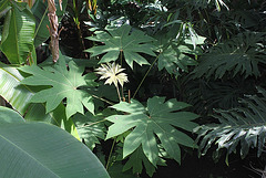 Tetrapanax papyrifera Tetrapanax papyrifera