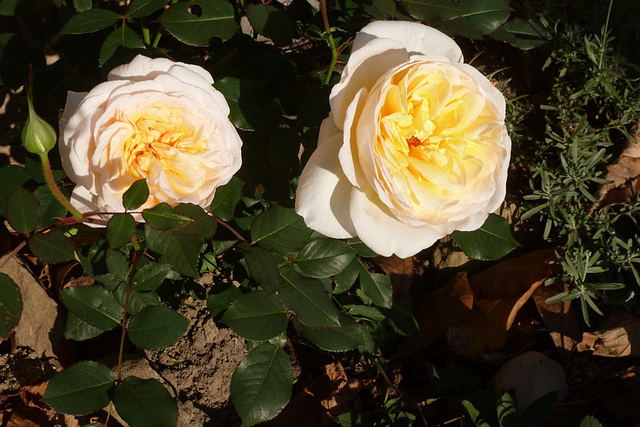 Alte duftende Rosensorte - maljuna bonodora rozo