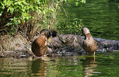 Canards à leur toilette