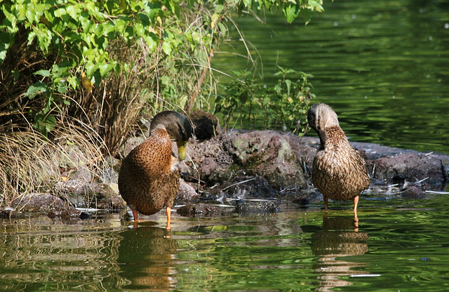 Canards à leur toilette