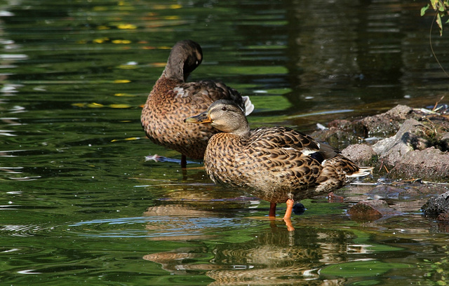 Canards (2)