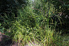 Carex grayi
