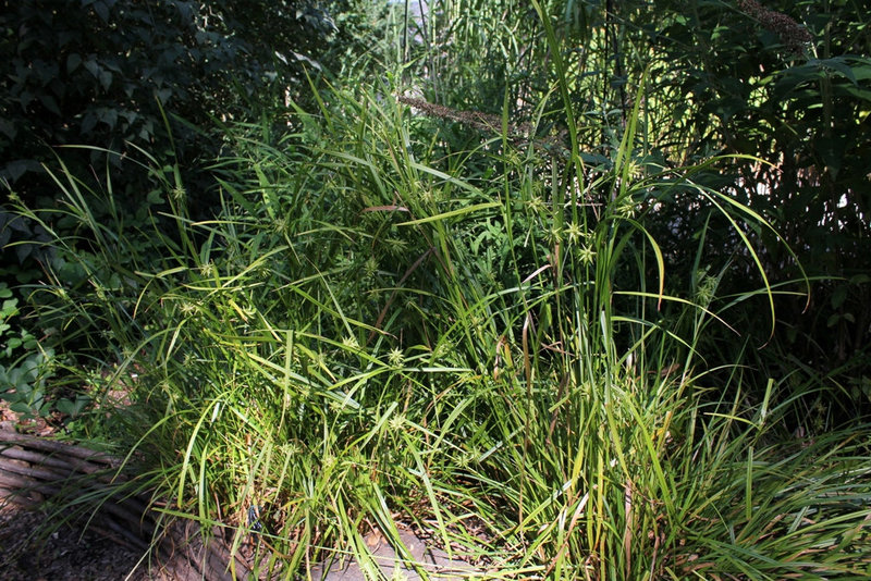 Carex grayi